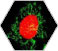 Cell Biology