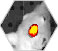 In Vivo Imaging