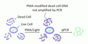 PMA diagram
