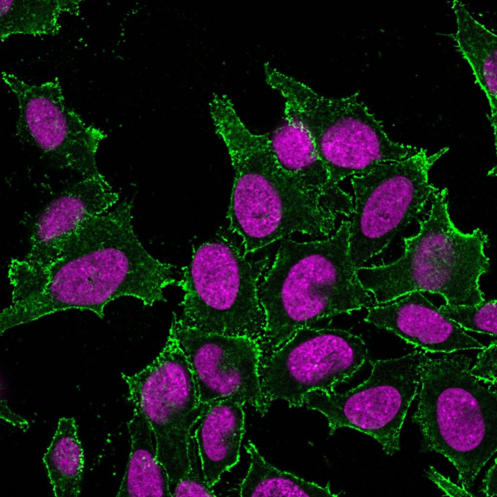 CD44 Standard Monoclonal Mouse Antibody DF1485 Biotium