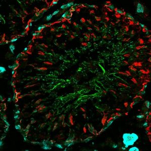 Mix N Stain Cf Dye Antibody Labeling Kits Biotium