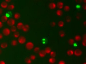 Untreated Jurkat cells stained with  the NucView 488 and MitoView 633 Apoptosis Kit. Healthy cells with intact mitochondrial membrane potential stain with far red MitoView 633 mitochondrial membrane potential dye (red), while apoptotic cells stain green with NucView 488 caspase-3 substrate, and do not stain with MitoView 633. 