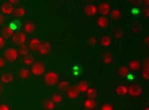 Untreated Jurkat cells stained with the NucView 488 and MitoView 633 Apoptosis Kit. Healthy cells with intact mitochondrial membrane potential stain with far red MitoView 633 mitochondrial membrane potential dye (red), while apoptotic cells stain green with NucView 488 caspase-3 substrate, and do not stain with MitoView 633. 