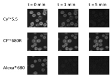 Figure 3. Photostability comparison by microscopy. Jurkat cells were fixed, permeabilized and stained with rabbit anti-CD3 (Abcam) followed by CF?680R (Biotium), Alexa Fluor? 680 (Invitrogen) or Cy?5.5 (GE Healthcare) goat anti-rabbit IgG conjugates. Cells were imaged using an Olympus mercury arc lamp microscope equipped with a Cy5 filter set and CCD camera. Images were taken at t=0, 1 min and 5 min.
