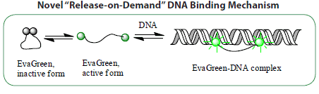 Figure 1. EvaGreen® dye binds to dsDNA via a "release-on-demand" mechanism.