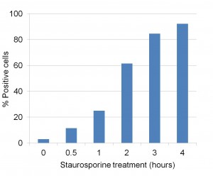 Flow cytometry analysis of apoptosis using NucView 405 caspase-3 substrate. Jurkat cells were incubated with staurosporine for the times indicated to induce apoptosis, then stained with 1 uM NucView 405 caspase-3 substrate for 30 minutes at room temperature. Fluorescence was analyzed using a BD LSR II flow cytometer in the Pacific Blue? channel (405 nm excitation, 450/50 nm emission filter). The graph shows the percentage of NucView-positive cells at each timepoint of staurosporine treatment.
