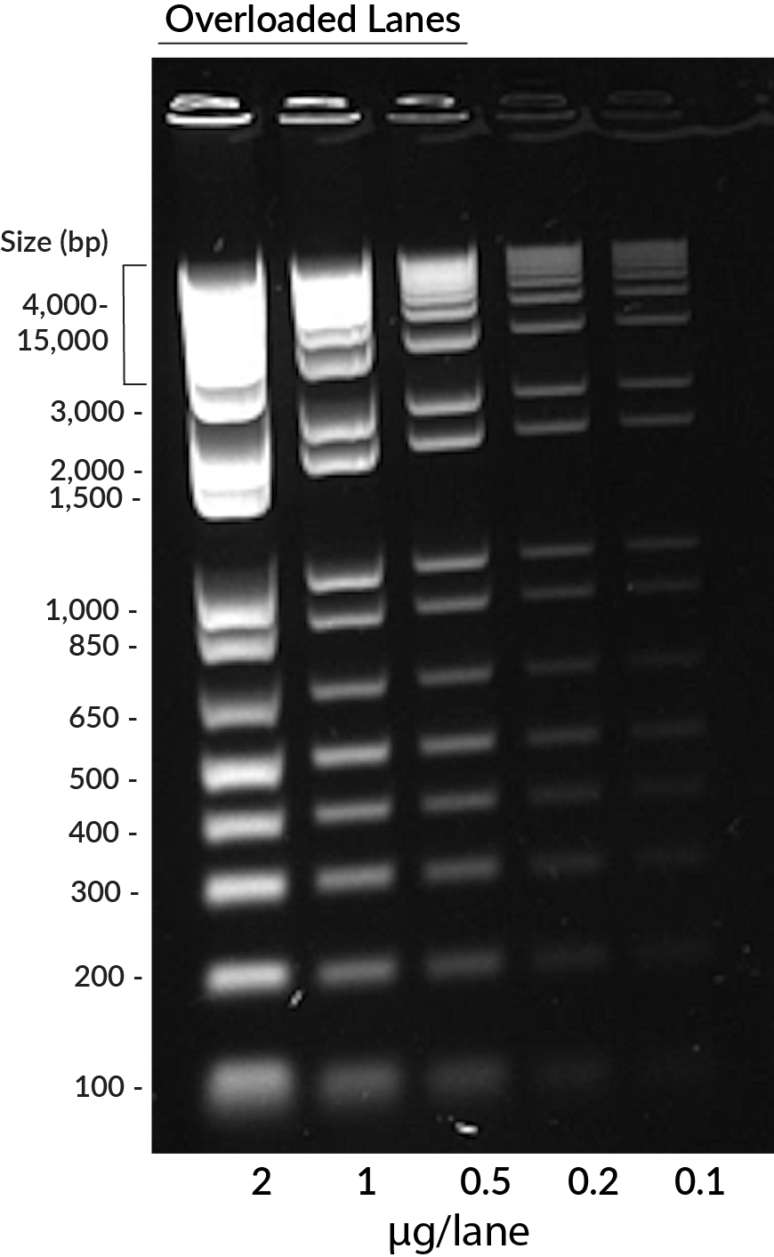GelGreen® Agarose LE - Biotium