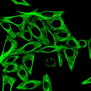 Figure 2. HeLa cells stained with mouse anti-tubulin antibody followed by CF514 goat anti-mouse conjugate.