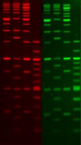 GelRed Nucleic Acid Gel Stain, 10,000X in DMSO