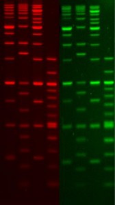 GelGreen Nucleic Acid Gel Stain, 10,000X in water