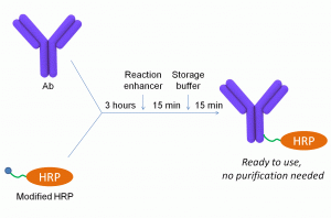 Mix-n-Stain HRP labeling