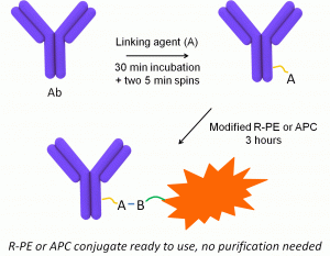 Mix-n-Stain R-PE or APC labeling