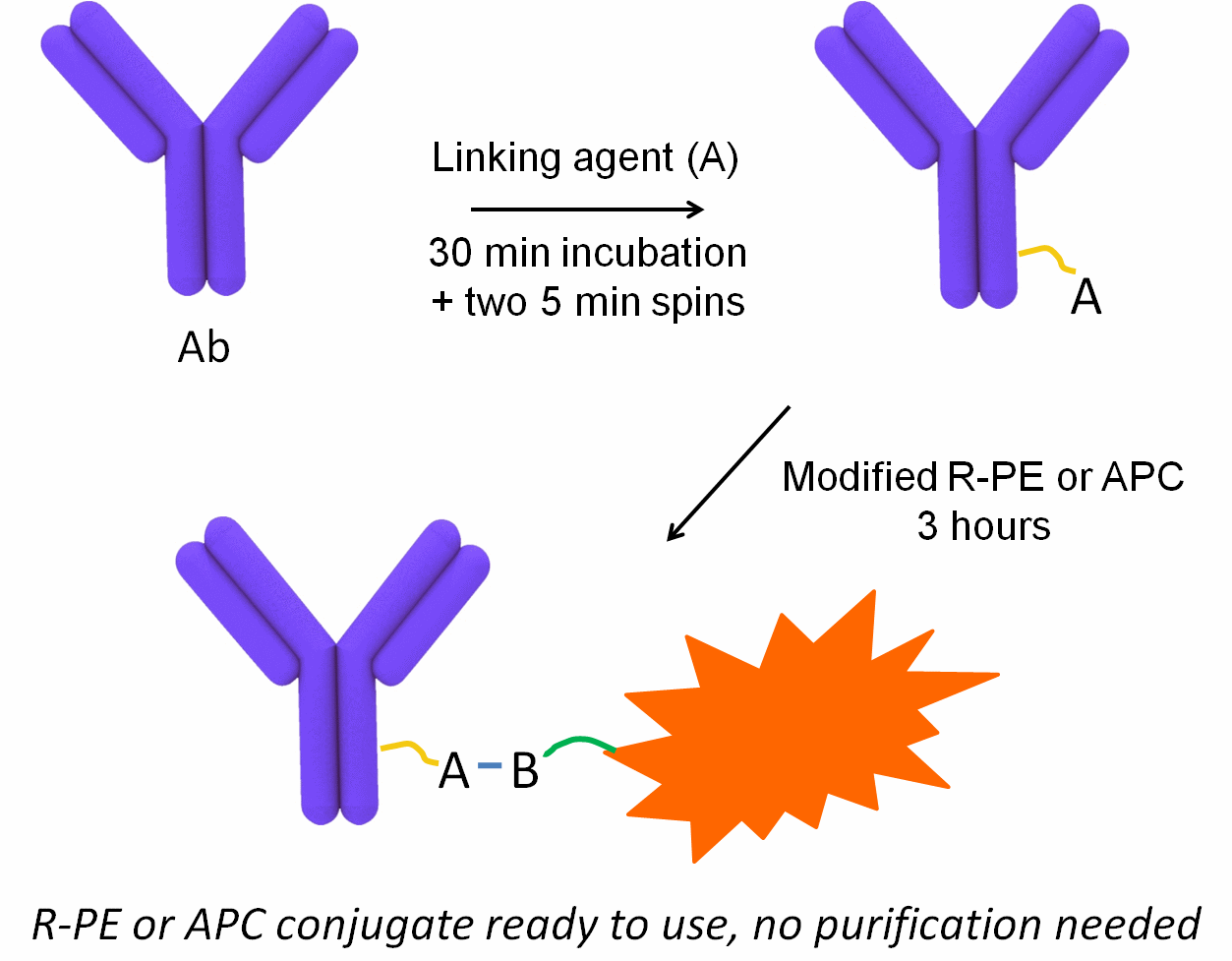 Домены антител. Механизм образования антител схема. Строение антигена и антитела. Антитела рисунок. Схема антиген антитело.