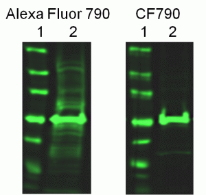 CF790 Western specificity