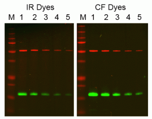 IR680LT IR800CW vs CF680 CF770 blot labeled