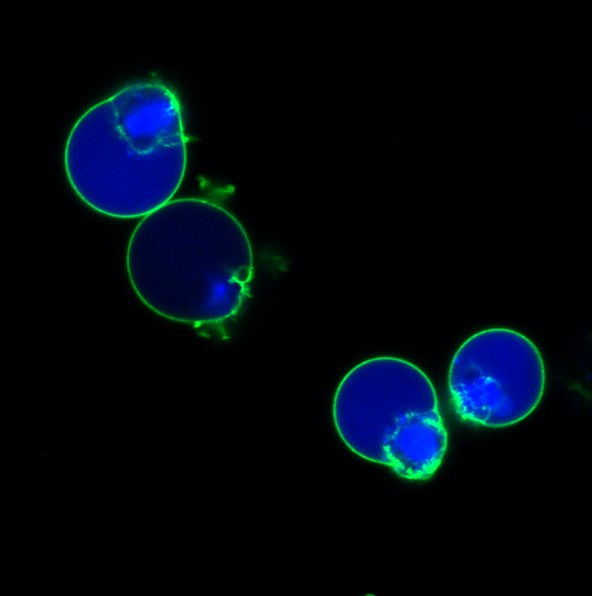 NucView 405 Caspase-3 Substrate, 1 mM in DMSO - Biotium