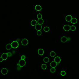 CF488A Concanavalin A (Con A) - Biotium