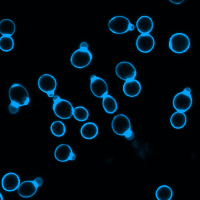 Cellule di lievito colorate con Calcofluor white
