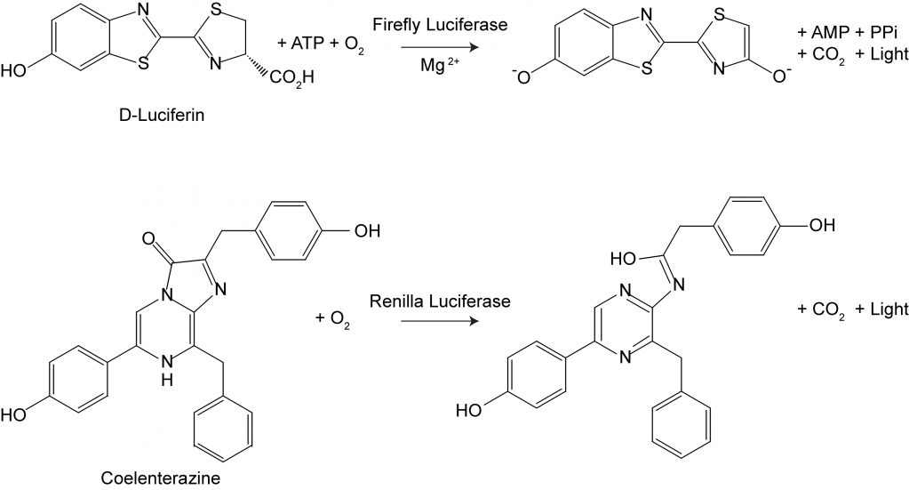 Firefly & Renilla Luciferase Single Tube Assay Kit - Biotium