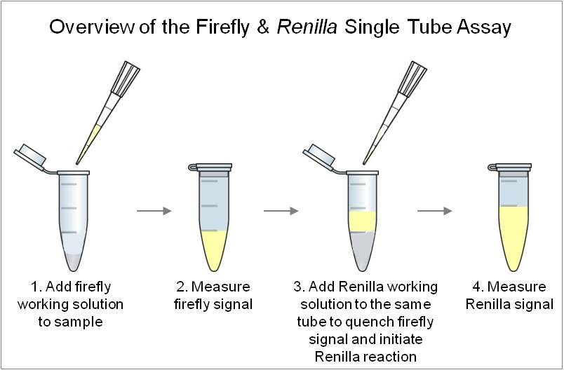 Assay schematic