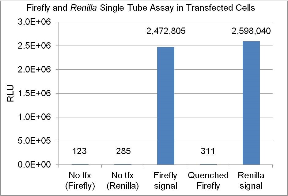 Example of Firefly & Renilla Luciferase Single Tube Assay using lysates from untransfected HeLa cells (No tfx), or cells transfected with either firefly luciferase alone or co-transfected with firefly and Renilla luciferases. Firefly signal is the luminescence from cells transfected with firefly luciferase alone after adding firefly working solution, while Quenched Firefly is the residual luminescence after adding Renilla working solution to the same reaction. Renilla signal is the luminescence measured after adding Renilla working solution to a firefly reaction with cells co-transfected with firefly and Renilla luciferases.