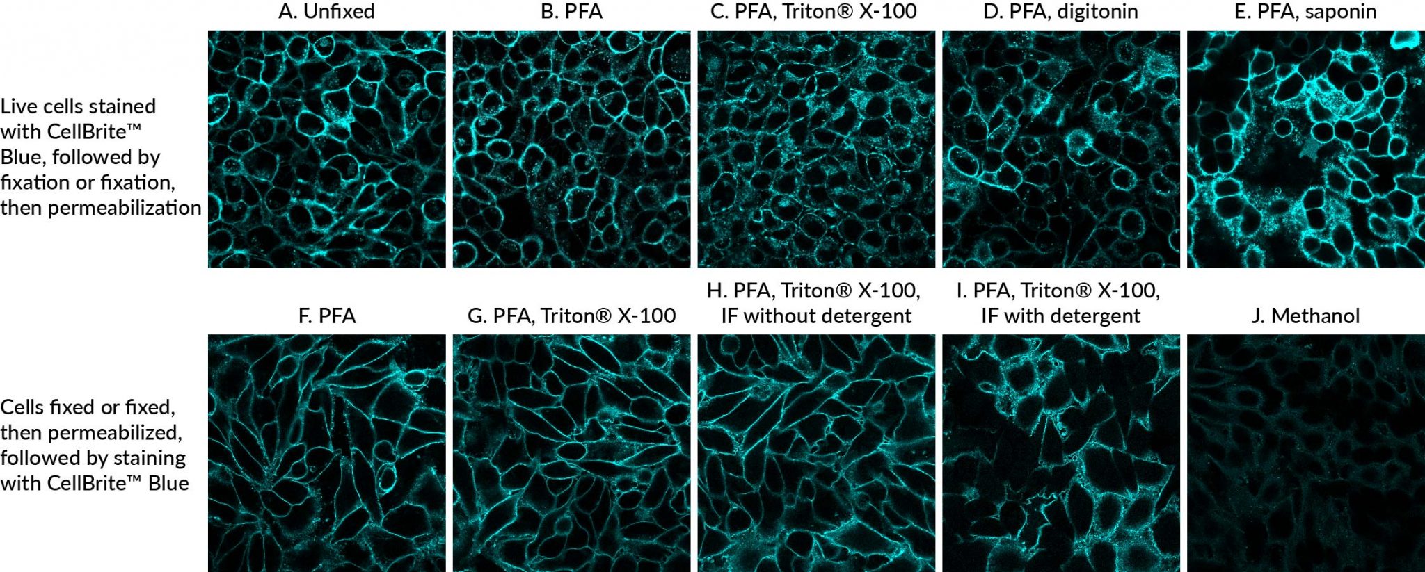 CellBrite® Cytoplasmic Membrane Dyes Biotium
