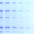 One-Step Blue Protein Gel Stain