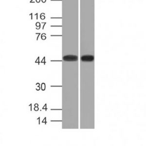 Monoclonal anti CD33 (C33/69)