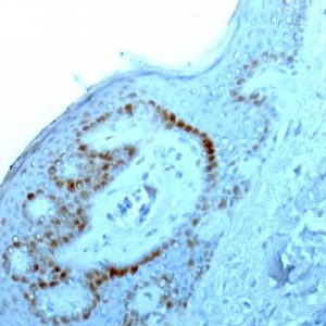 Monoclonal anti Nucleolar / Nucleoli (NM95)