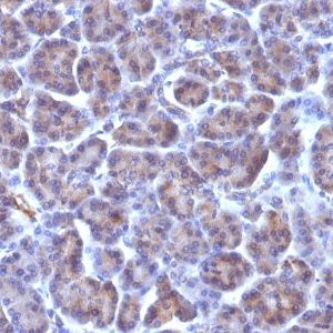 Monoclonal anti Golgi Complex (371 4)