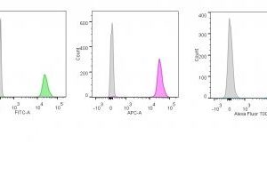 Monoclonal anti p55;50 EBV Early Antigen (1108 1)