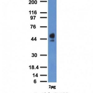 Monoclonal anti CD63 (NKI C3)