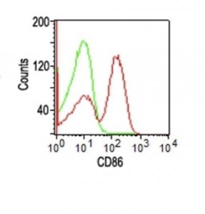 Monoclonal anti CD86 (BU63)