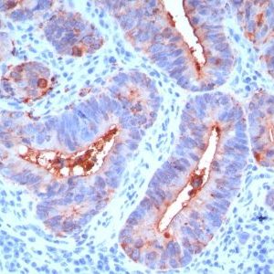 Monoclonal anti CD66 (CEA) (C66/195)