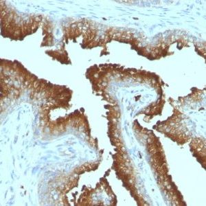 Monoclonal anti CD53 (161 2)