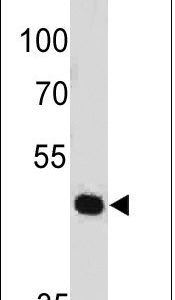 Monoclonal anti PAX7 (PAX7/497)