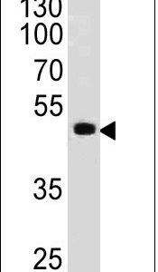 Monoclonal anti PAX6 (PAX6/498)