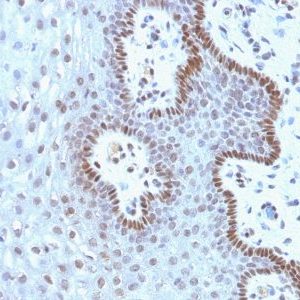 Monoclonal anti c Myc (9E10.3