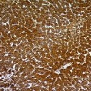 Monoclonal anti p24 HIV (p24/661)