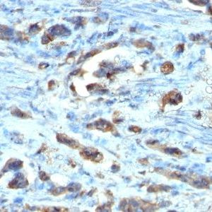 Monoclonal anti Cdc20 (AR12)