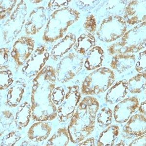 Monoclonal anti CD171 / L1CAM (L1 Cell Adhesion Molecule) (UJ127)