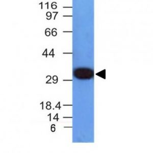 Monoclonal anti PCNA (PCNA/694)