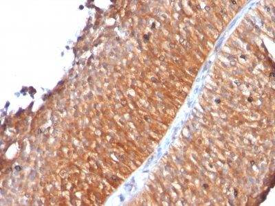 Monoclonal anti Mitochondrial Marker (MTC719)