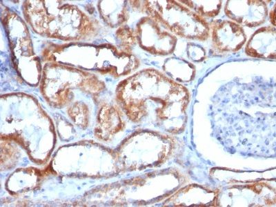 Monoclonal anti Mitochondrial Marker (113-1)