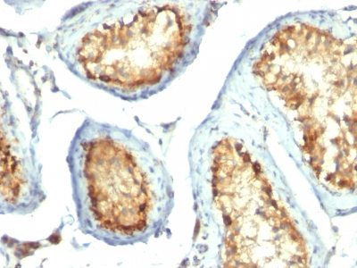 Monoclonal anti Mitochondrial Marker (113-1)