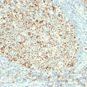 Monoclonal anti Mitochondrial Marker (MTC02)