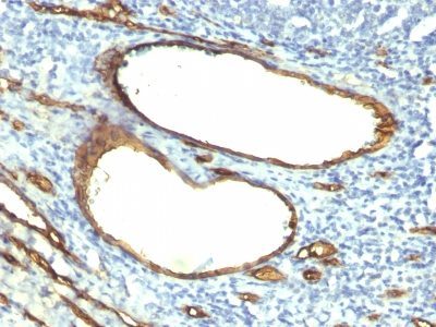 Monoclonal anti CD34 (HPCA1/763)
