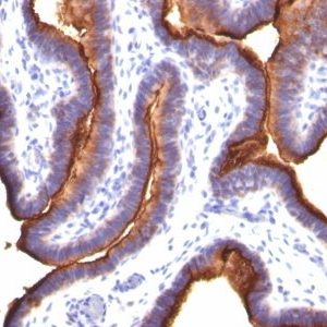 Monoclonal anti Mucin 1 / EMA / Episialin / CD227 (MUC1/845)