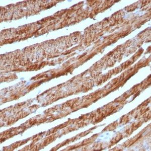 Monoclonal anti Cytochrome C (CTC05)