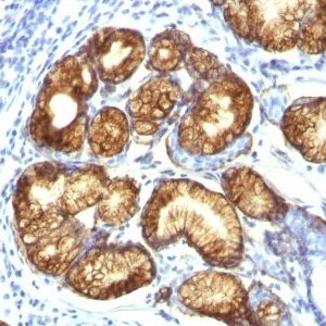 Monoclonal anti Mucin 6 (MUC6) (CLH5)